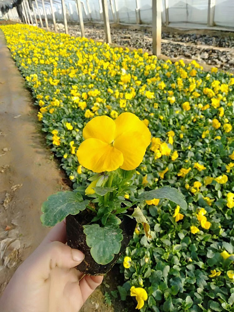 Super Bingo Series Yellow Pansy (Viola × wittrockiana)