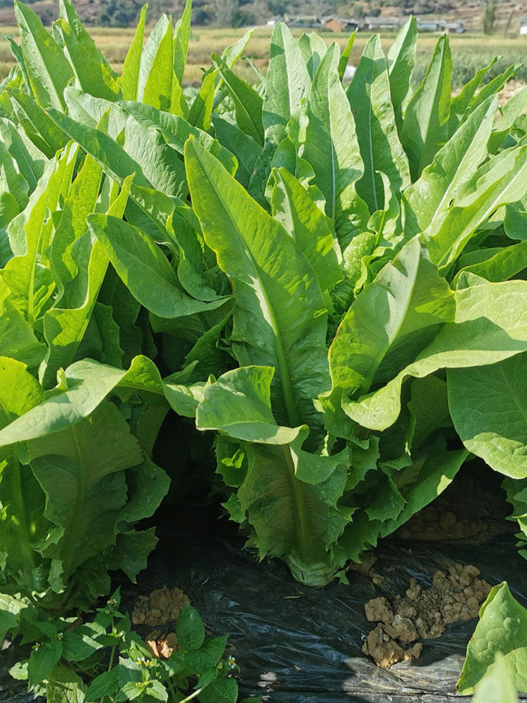 Double-tip Stem Lettuce