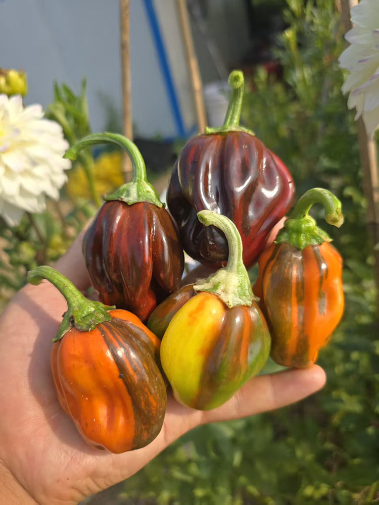 'Candy' Sweet Pepper
