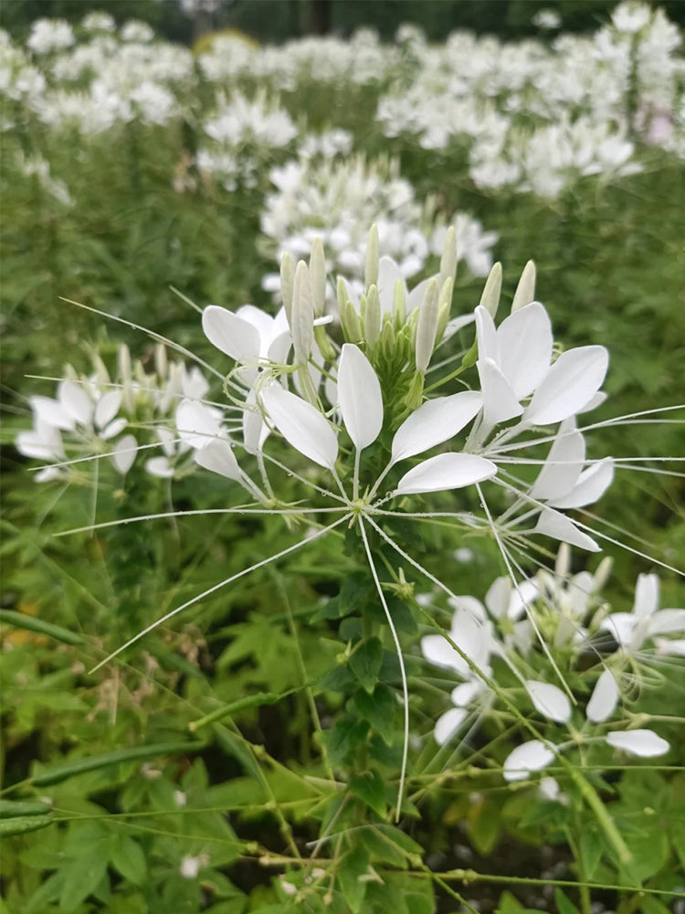 White Spider Flowers (Cleome houtteana)