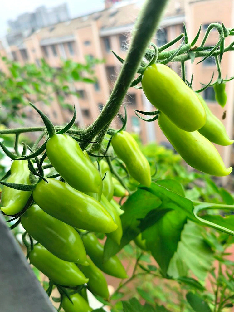 'Dancing Fingers' Tomatoes