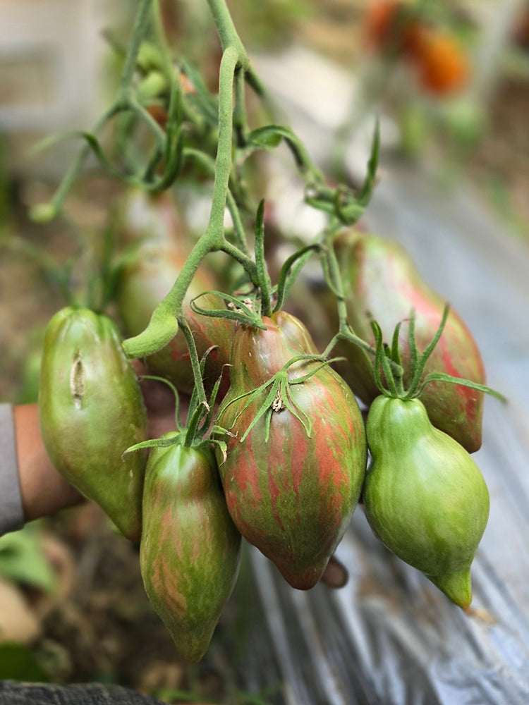 937 Black Tulip Tomato