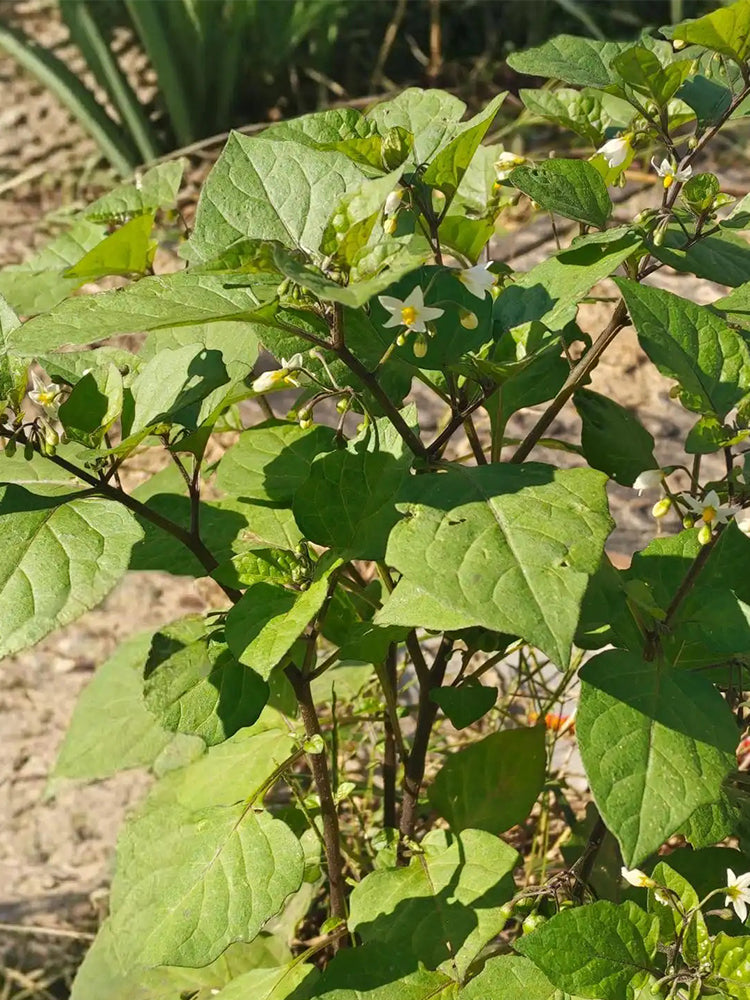"Jinlong" Black Nightshade
