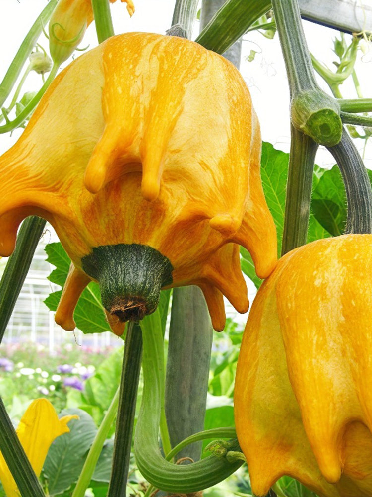 Crown of Thorns Gourd