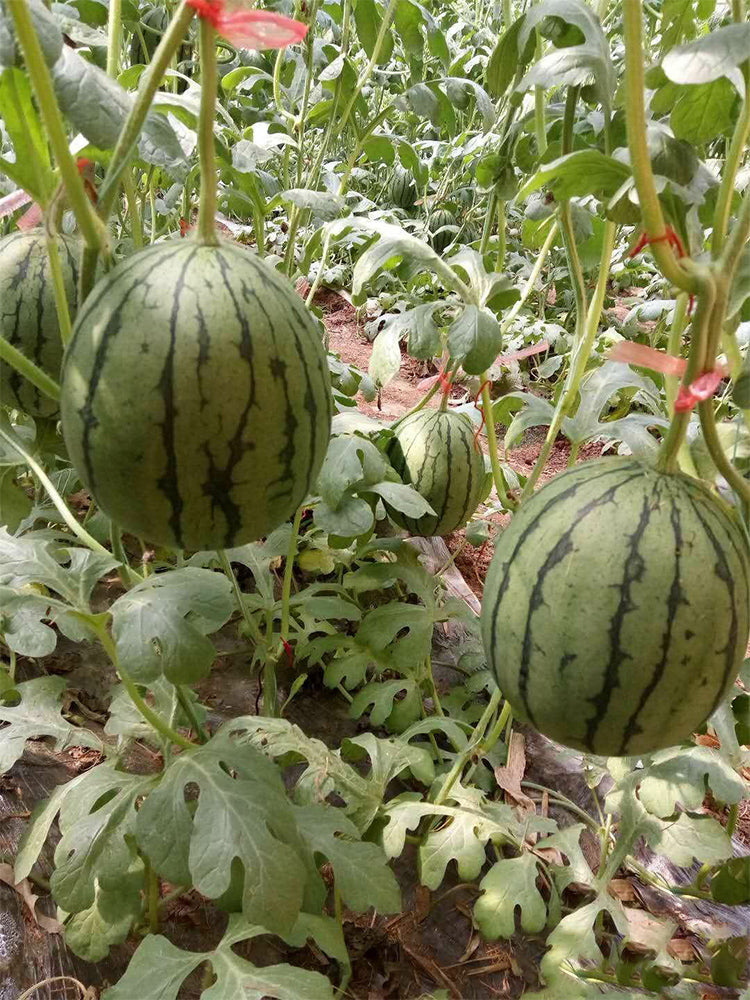 Zaochun Hongyu Watermelons