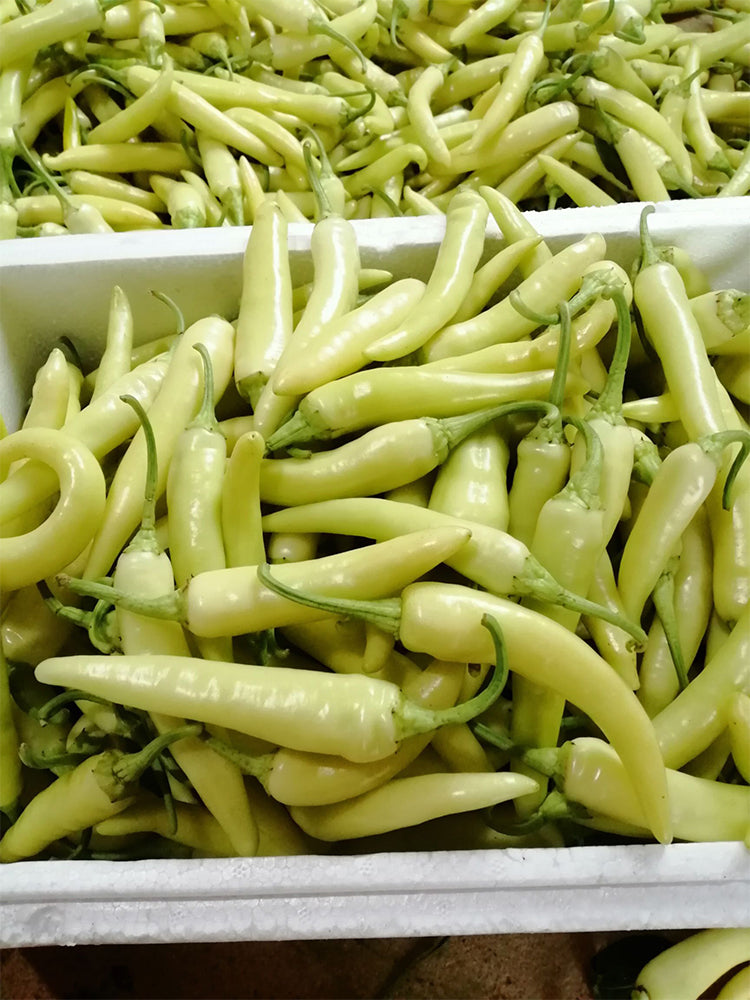 Guangxi White Jade Chili
