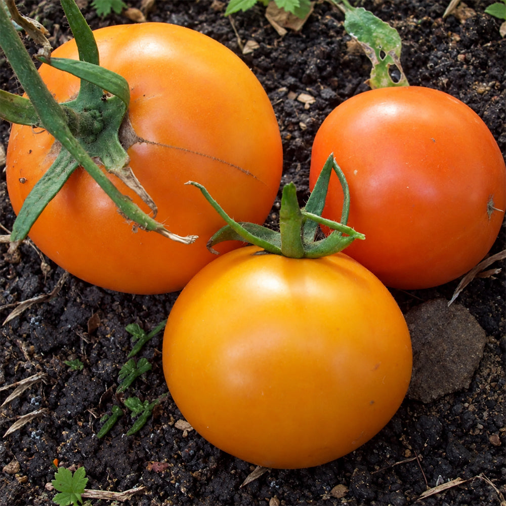 186 Dynnye (Melon) Tomato