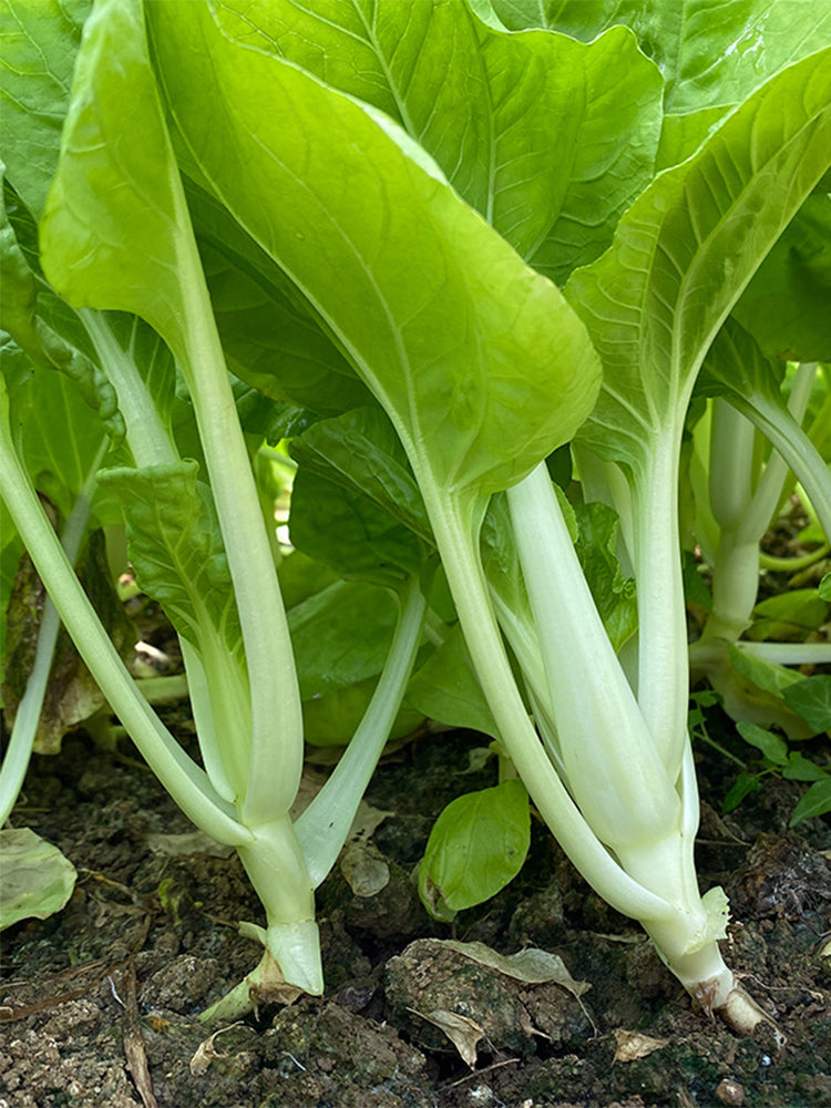 White-Stalked Baby Bok Choy