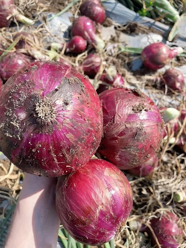 Royal Amethyst' Purple Onions (Allium cepa L.)