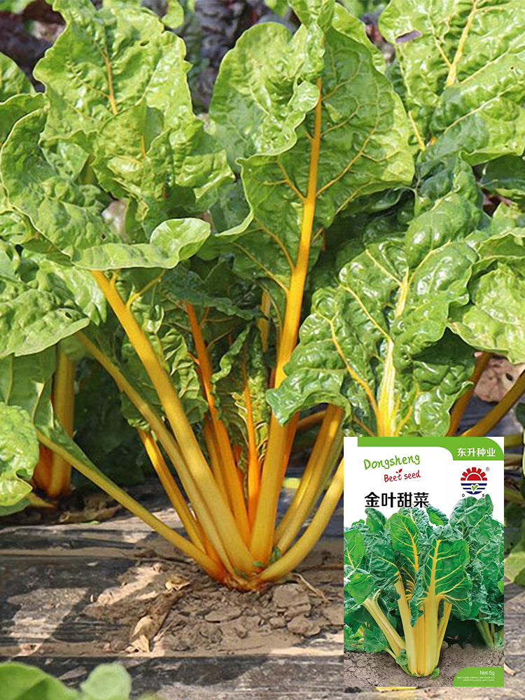 Golden-Leaf Chard