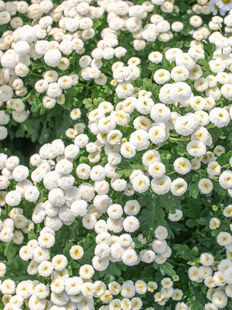 Feverfew 'Snowball'
