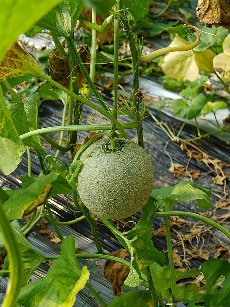 Dumi 101 Muskmelons