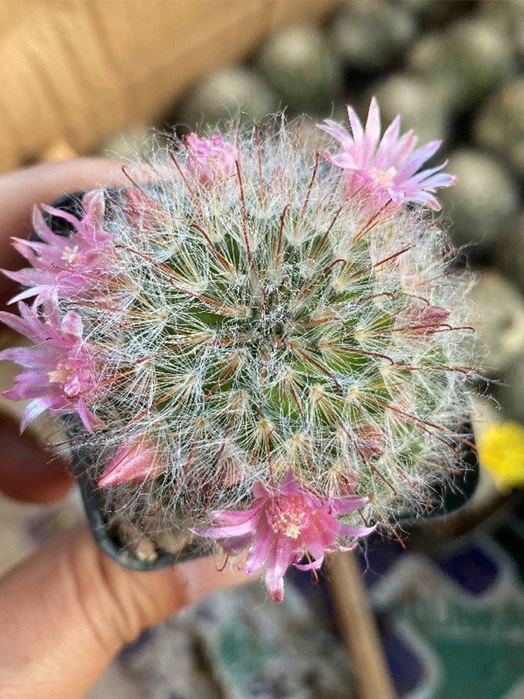 Mammillaria bocasana