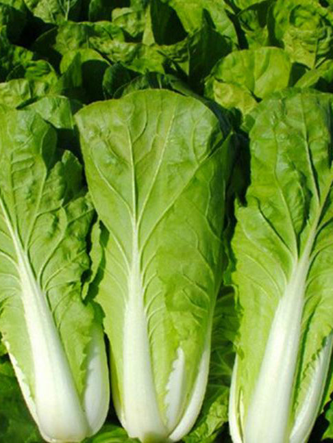 '168' Fast-Grow Bok Choy