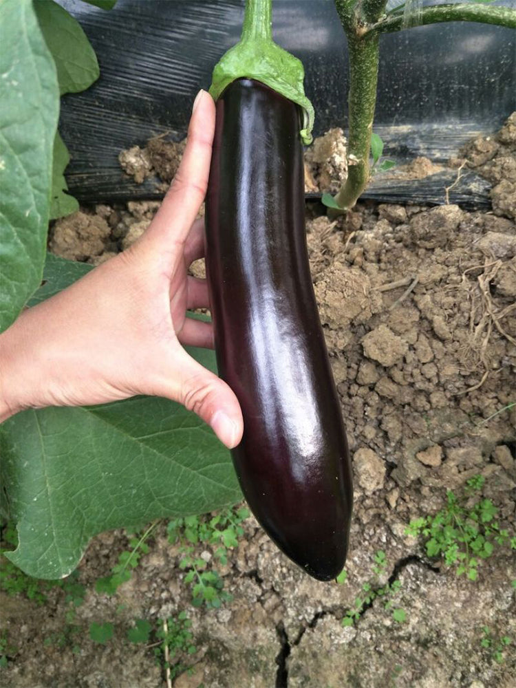 'Changza 218' Eggplant