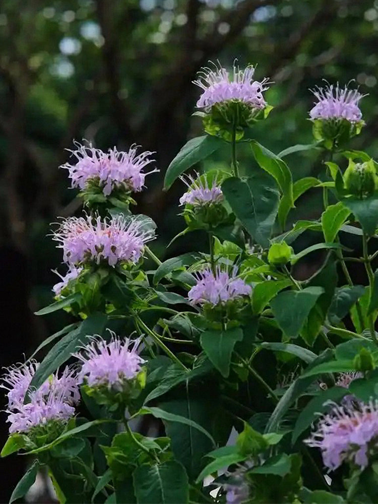 Monarda didyma