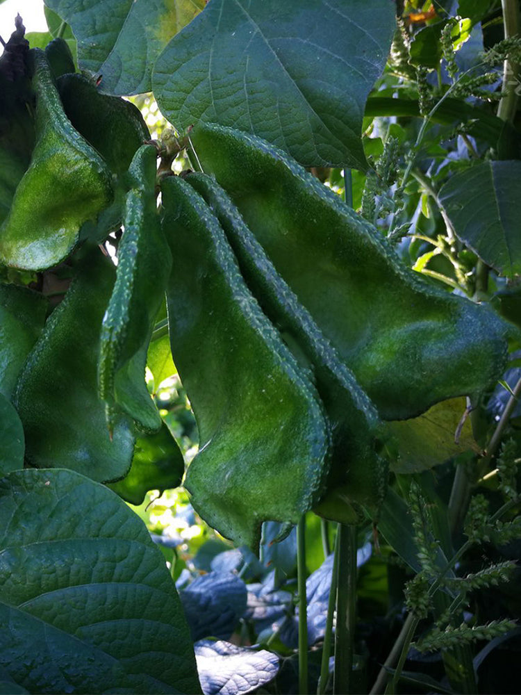 Pig-ear-shaped Hyacinth Bean