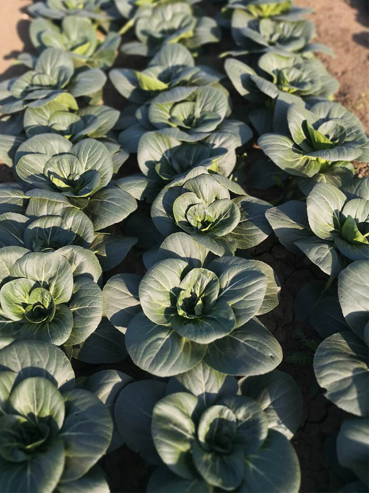'Black Marshal' Bok Choy
