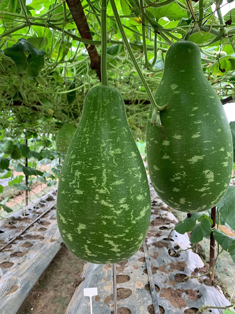 Qiangchun Duosheng Variegated Bottle Gourds