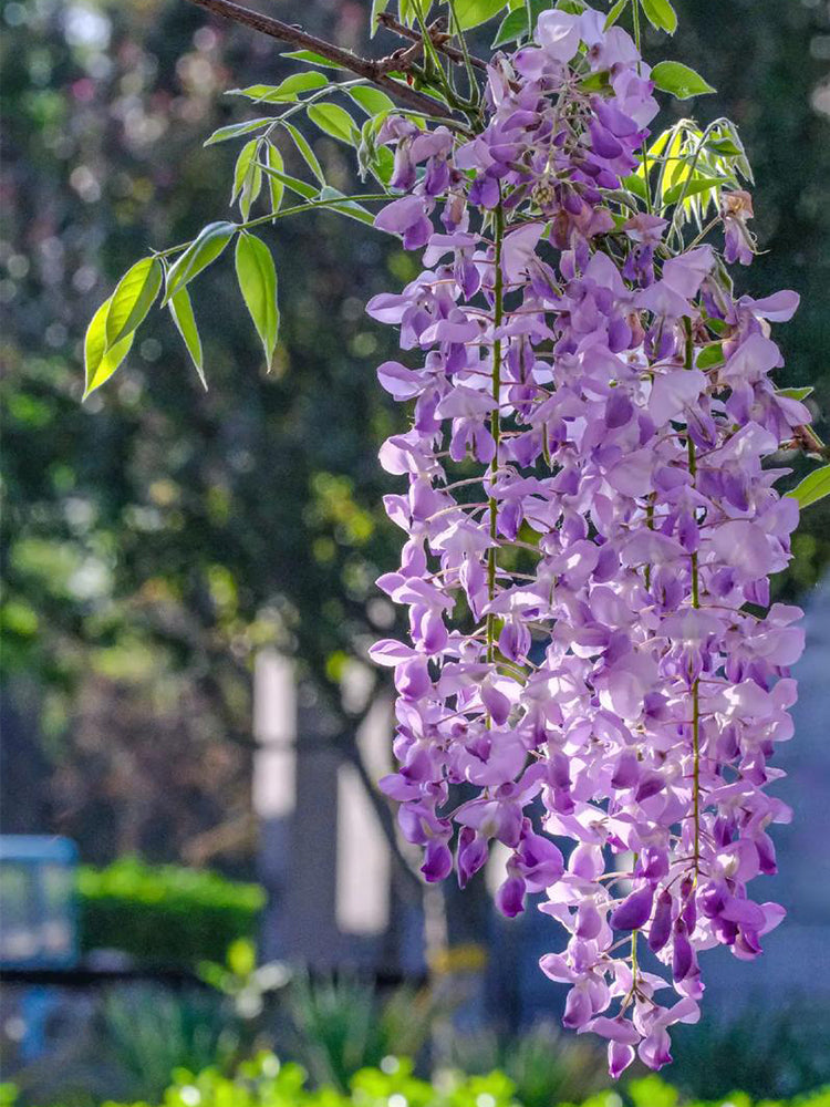 Chinese wisteria (Wisteria sinensis)