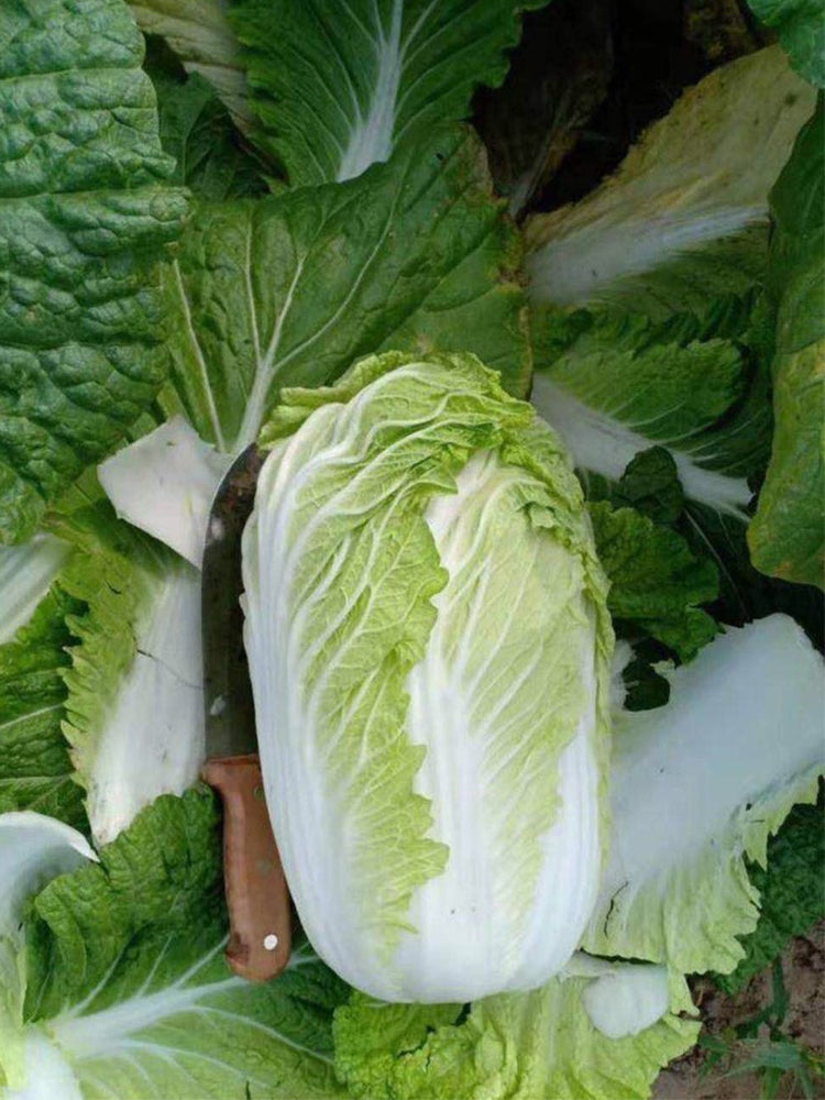 'Shengqiu 80' Chinese Cabbage
