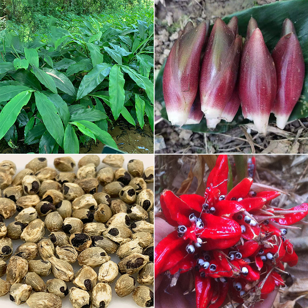 Bellfarm® Myoga Ginger Seeds – MUCIAKIE
