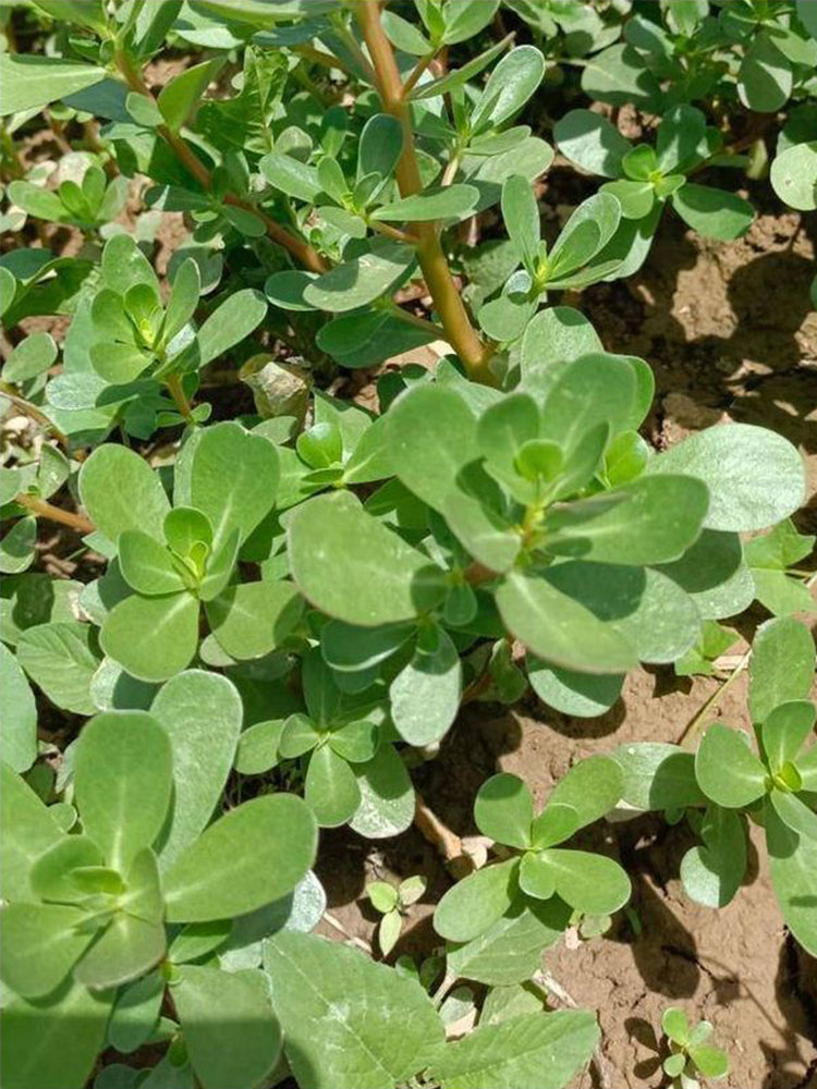 Dutch Purslane