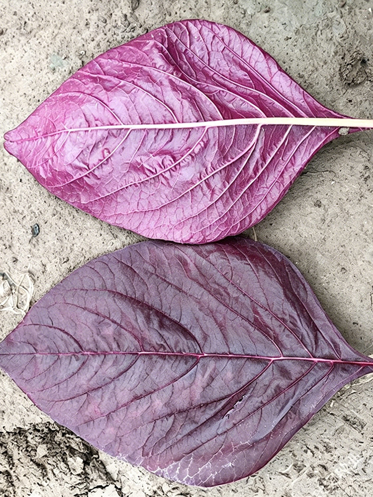All-Red Round-Leaf Amaranth