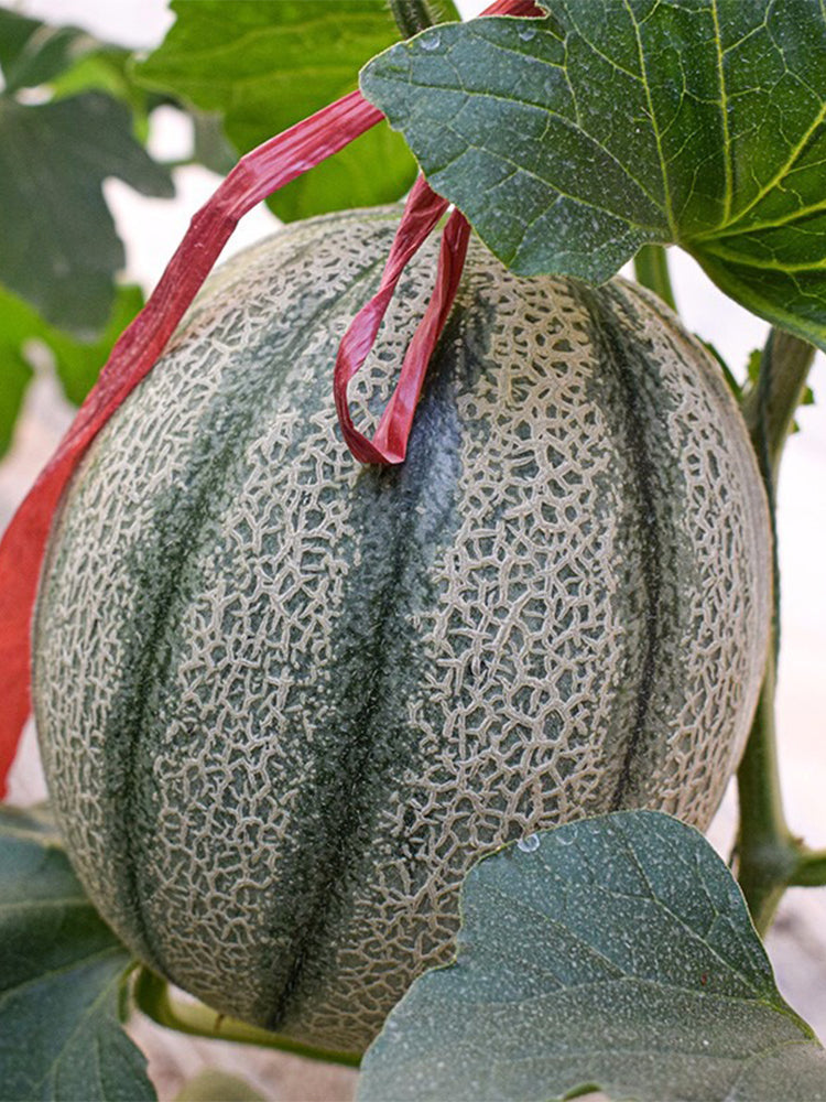 No.8 Red Cantaloupe Hybrid