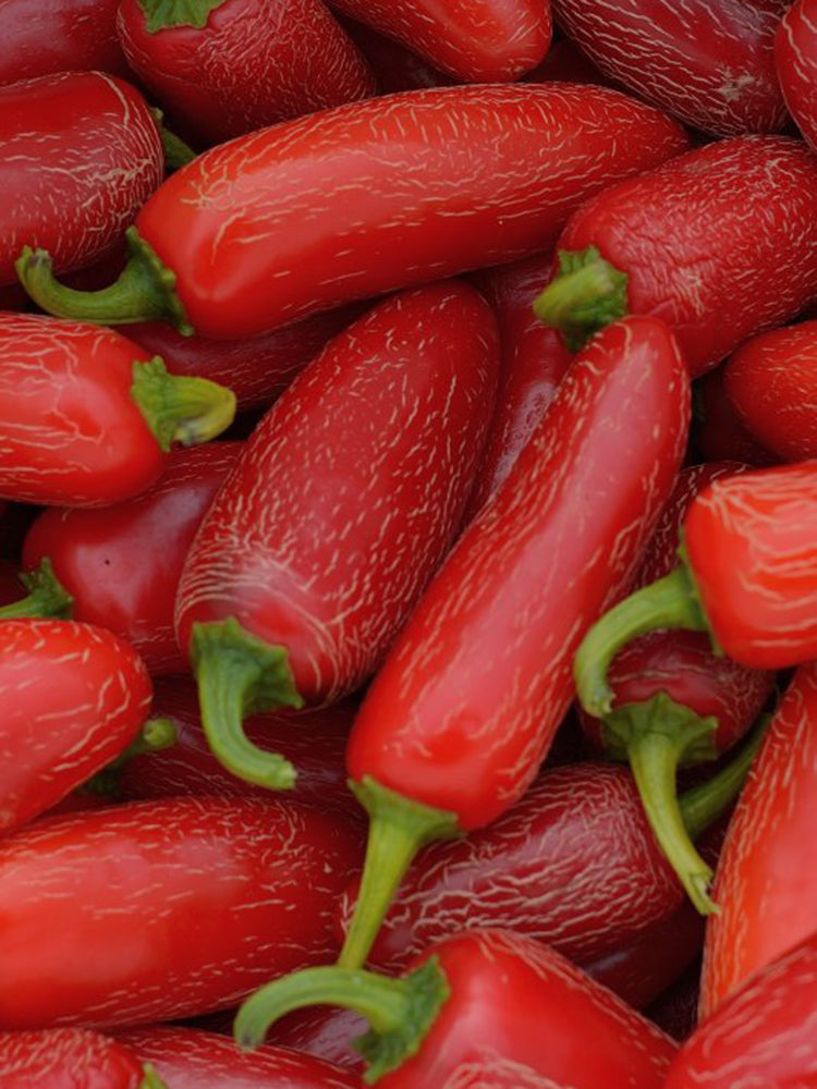 Mexican Chili Pepper