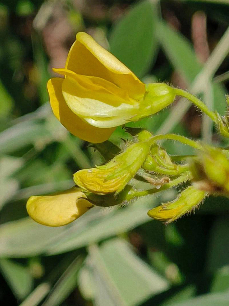 Pigeon Pea (Cajanus cajan (L.) Druce)