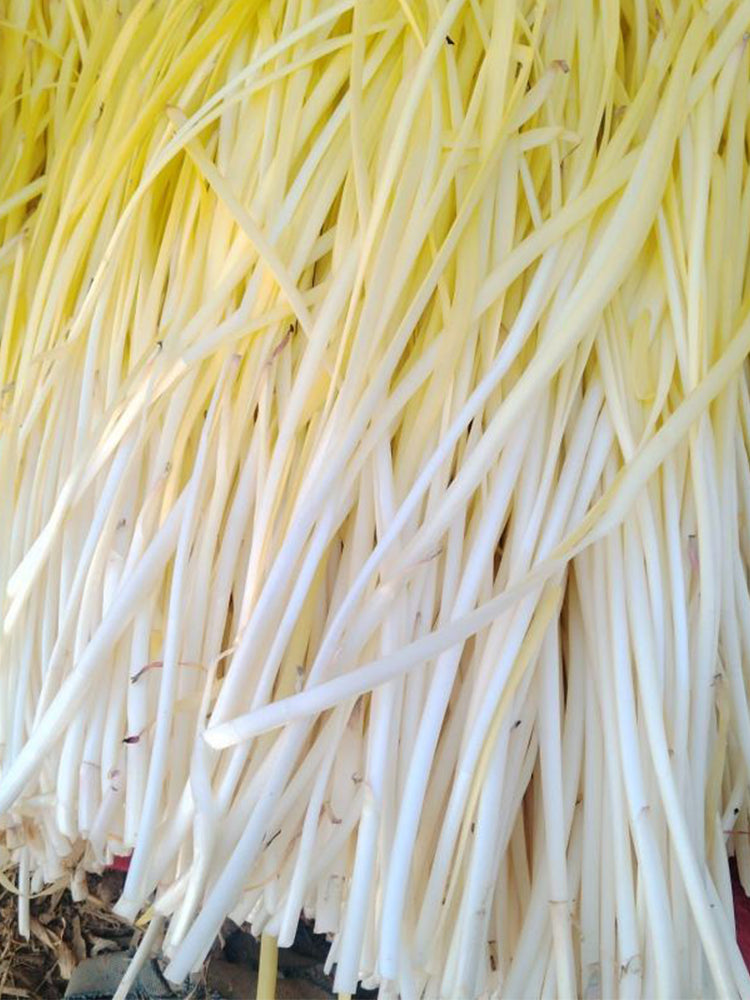 Huangxiangjiuwang Yellow Chives