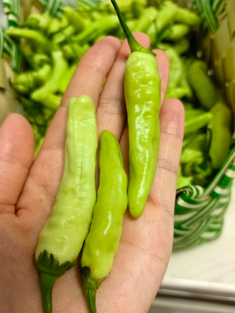 White Wrinkled Xiaomila Chili Peppers