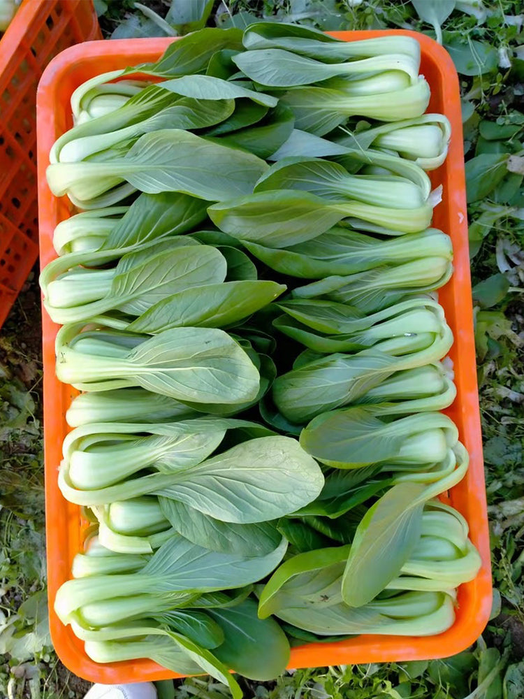 Demei Shanghai Bok Choy