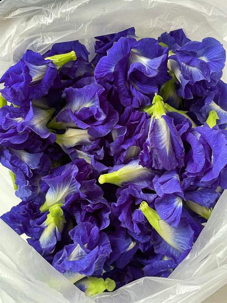 Butterfly pea (Clitoria ternatea 'Pleniflora')