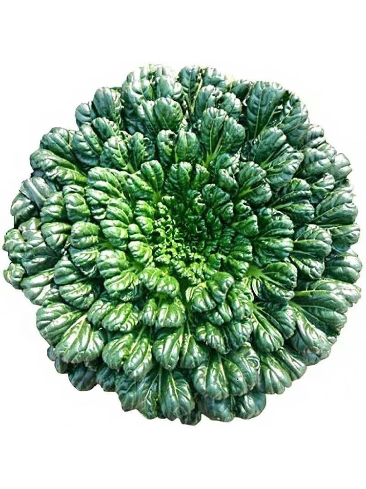 Flat Cabbage