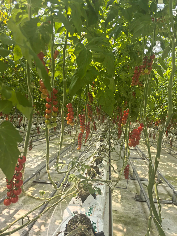Pearl Falls Tomato
