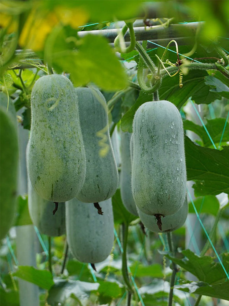 Mini Small Winter Melon No.1