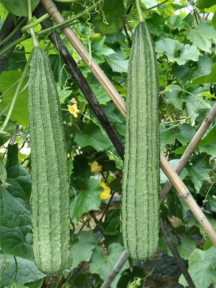 Meiling No.2 Luffa