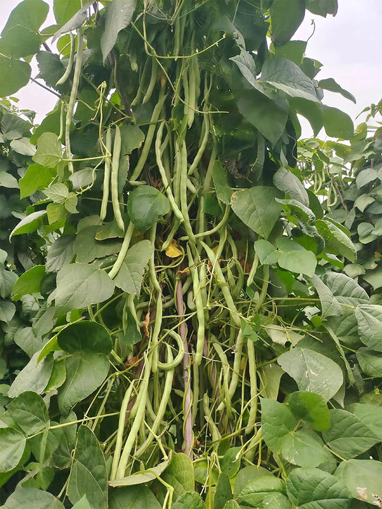 'Shuangqing No.38' Green Bean