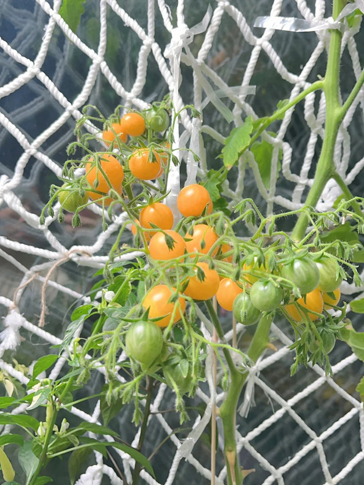 Mille Fleurs Tomato