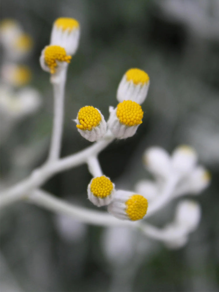 Silver Ragwort (Jacobaea maritima)