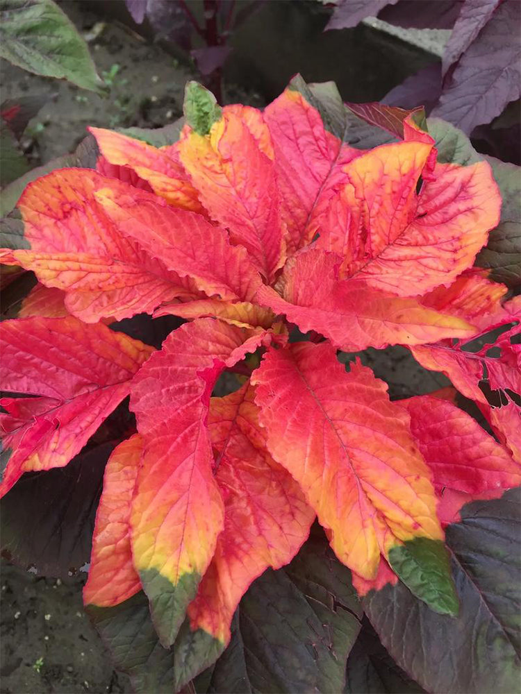 Crimson Majesty' Amaranth (Amaranthus tricolor)