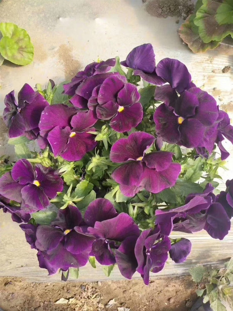 Super Bingo Series Purple Pansy (Viola × wittrockiana)