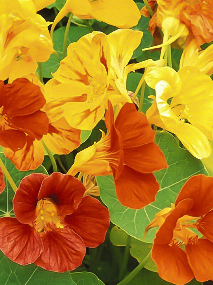 Aurora Nasturtium Mix (Tropaeolum majus)