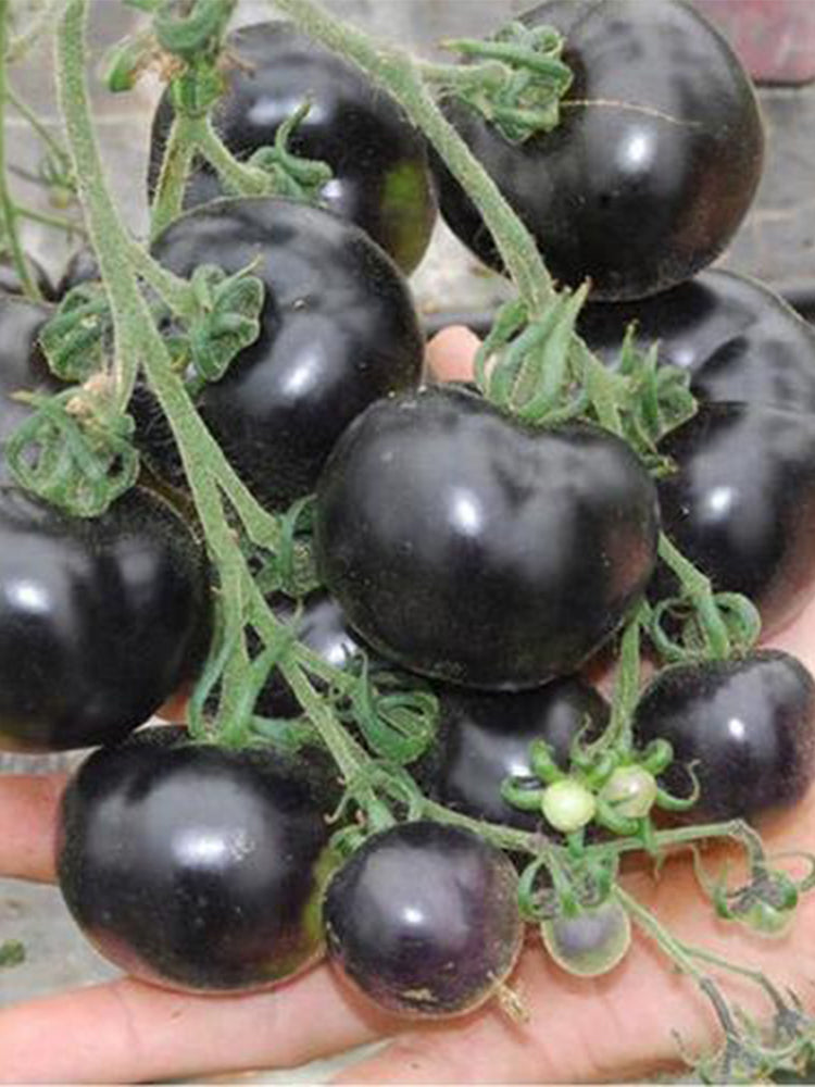 Black Knight Tomatoes