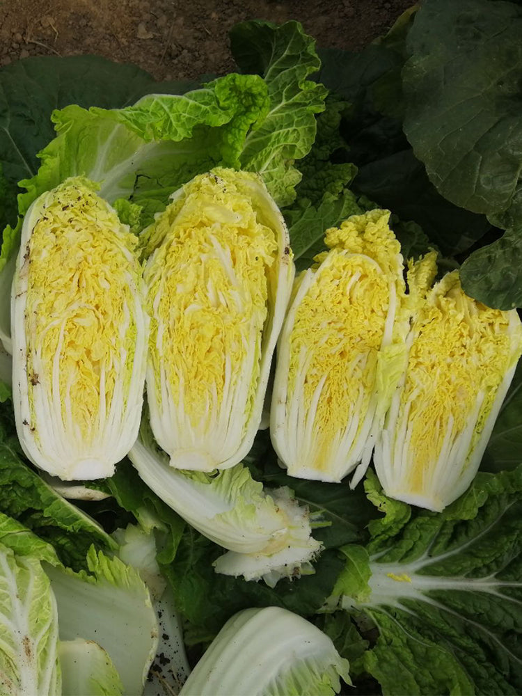 Huanai Baby Pak Choy