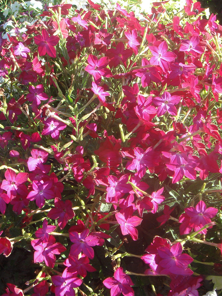 Flowering Tobacco (Nicotiana alata)