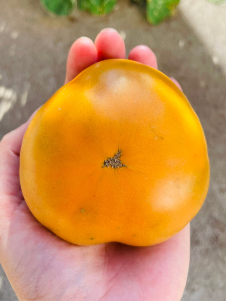 'Yellow Beauty' Beefsteak Tomato