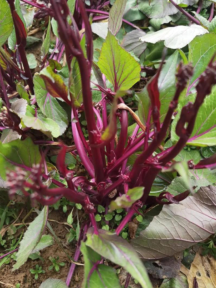 Xishuai Purple Stem Mustard